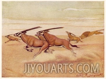 erd of Antelopes (Beisa Oryx) Running Across the Plains with a Lion in Pursuit