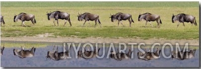 Herd of Wildebeests along a River, Ngorongoro Crater, Tanzania