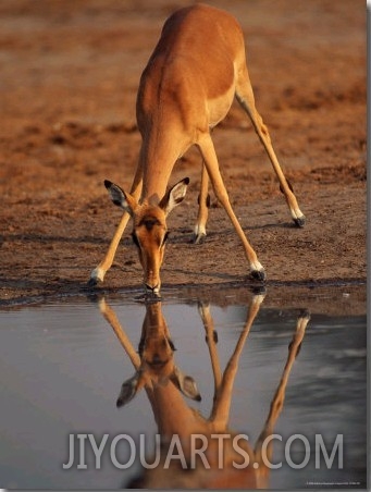 Impala Drinking from a Water Hole