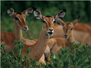 Impalas Resting on the Grassland