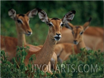 Impalas Resting on the Grassland