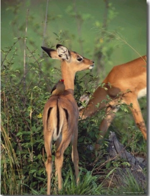 Juvenile Gazelles Feed on a Bush