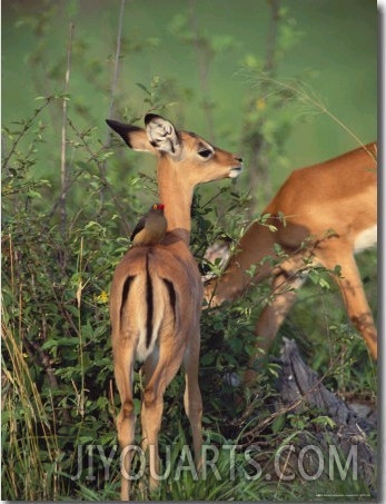 Juvenile Gazelles Feed on a Bush