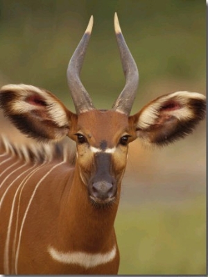 Portrait of a Bongo Antelope