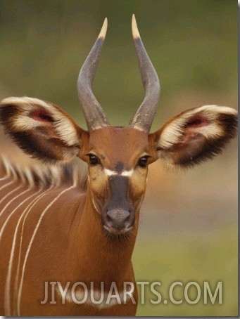Portrait of a Bongo Antelope