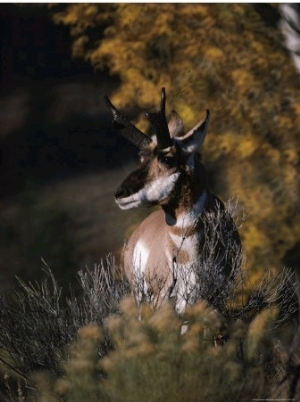 Portrait of a Pronghorn