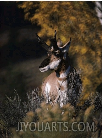 Portrait of a Pronghorn