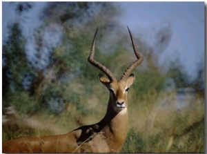 Portrait of an Impala