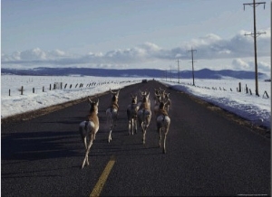 Pronghorn Travel a Road to Avoid Heavy Snow