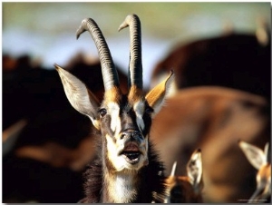 Sable Antelope Vocalizing