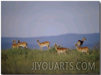 Several Impalas Stand Alertly on the Veldt