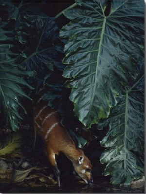 Sitatunga