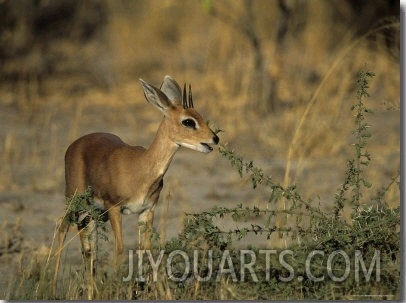 Steenbok, Raphicerus Campestris, Chobe National Park, Savuti, Botswana, Africa