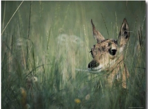 The Head of a Pronghorn Fawn