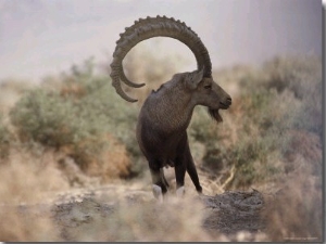 View of an Ibex