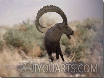 View of an Ibex