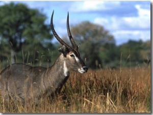 Waterbuck, Kobus Ellipsiprymnus, Khwai River, Botswana, Africa