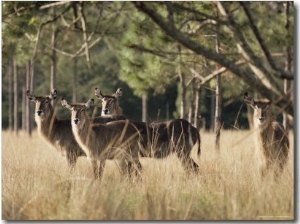 Waterbucks Stare Alertly at the Camera