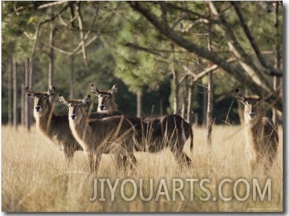 Waterbucks Stare Alertly at the Camera