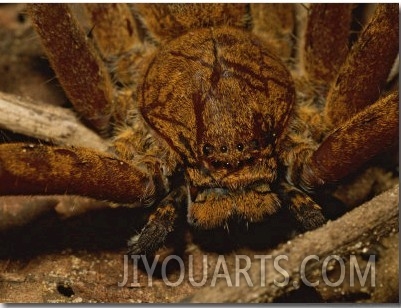 A Close View of a Large Huntsman Spider, Heteropoda Species