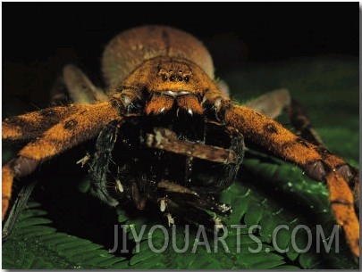 A Furry Spider Preys on an Insect