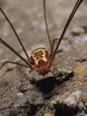 A Harvestman Hunts on the Cave Floor