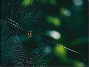 An Orb Weaver Spider and its Web Sparkle in the Sunshine