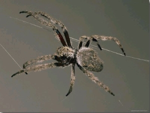 An Orb Spider Spins its Web