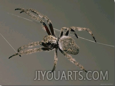 An Orb Spider Spins its Web