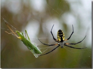 Black And Yellow Argiope at Spring Creek Prairie Captured a Katydid