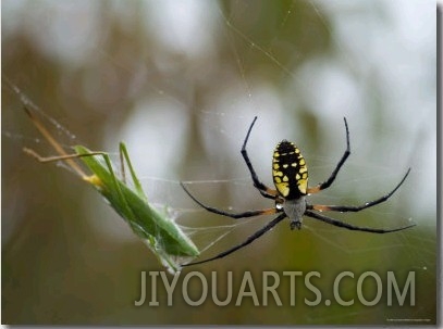 Black And Yellow Argiope at Spring Creek Prairie Captured a Katydid