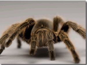 Chilean Rose Tarantula at the Lincoln Children