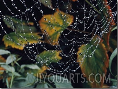 Close up of Portion of a Lacey Spiderweb Beaded with Dew