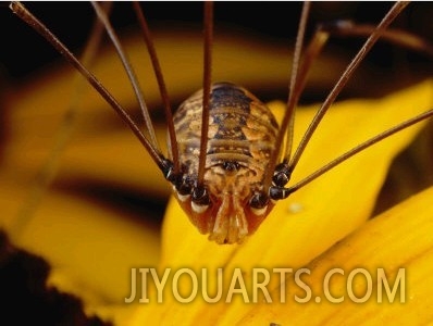 close View of a Daddy Longlegs Harvestman