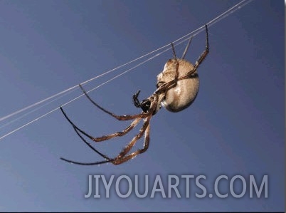 Close View of a Spider on Web