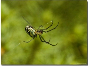 Close View of a Spider Weaving a Web, Groton, Connecticut