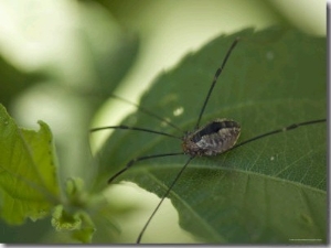 Daddy Longlegs Spider Sits on a Leaf, Lincoln, Nebraska