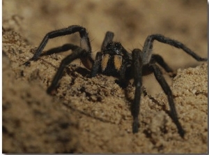 Mygalomorph Spider