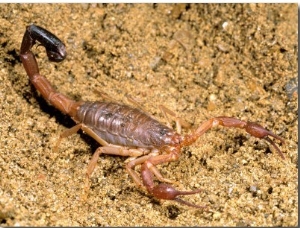 Scorpion, Ankarana Special Reserve, Madagascar