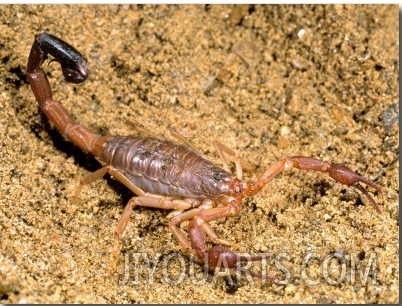 Scorpion, Ankarana Special Reserve, Madagascar
