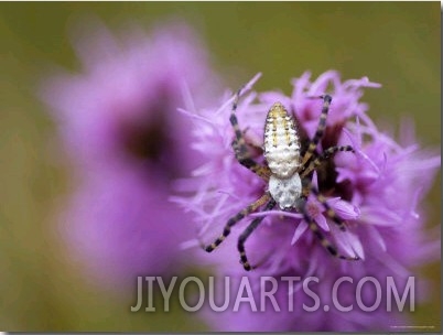 Silver Orb Banded Argiopi Spider Rests on a Purple Gayfeather