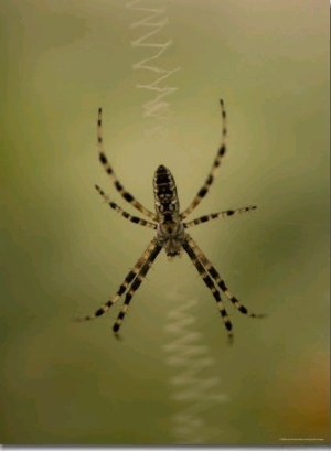 Spider Tends its Web at the Lincoln Children