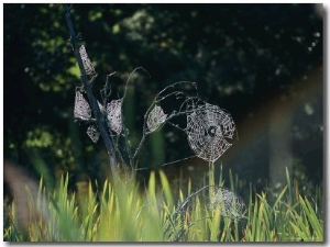 Spiderwebs Covered in Dew