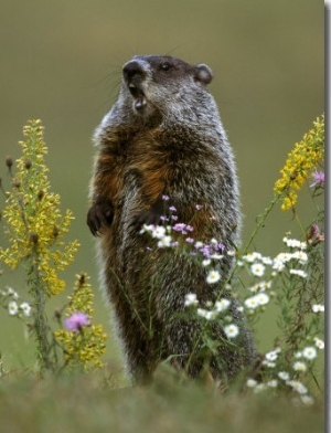 Woodchuck