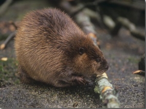 Beaver Gnawing Bark of Alder Branch Cut for Food (Castor Canadensis), North America