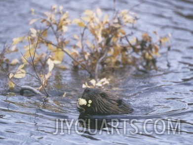 Beaver Swimming with Recently Cut Branch Gathered for Food (Castor Canadensis), North America