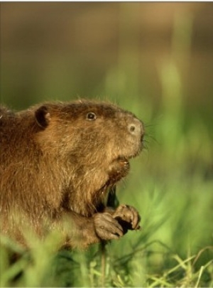 Beaver, Minnesota, USA