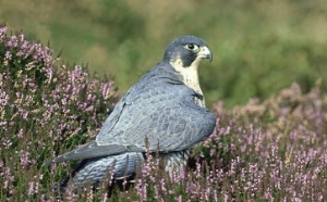 Peregrine Falcon on Heather in Flower, UK