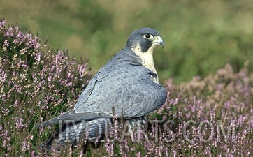 Peregrine Falcon on Heather in Flower, UK
