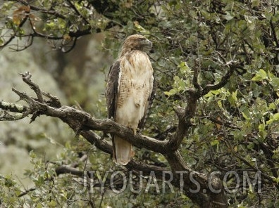 Juvenile Red Tailed Hawk Perches in an Oak Tree